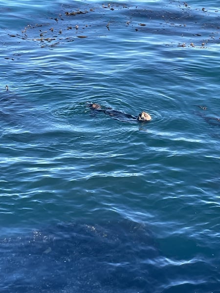 A gray whale surfacing in coastal waters near Monterey, California, with seabirds gathering nearby. — Big Sur & the Highway 1 Coast