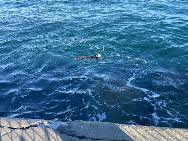 Sea otter swimming in kelp-rich coastal waters viewed from a rocky shoreline in Monterey. — Monterey & Carmel