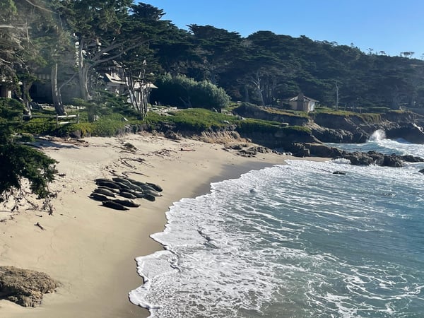 Sandy beach with rocky outcrops and cypress trees overlooking Pacific Ocean waves along the California coast. — Monterey & Carmel