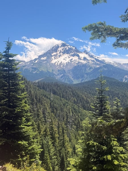 Mount Hood with snow-capped peak viewed through dense coniferous forest from a high elevation vantage point. — Columbia River Gorge