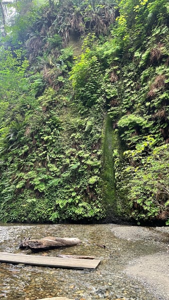 A clear stream flows through a lush, moss-covered forest canyon with towering trees and dense vegetation along Fern… — Redwood National Park
