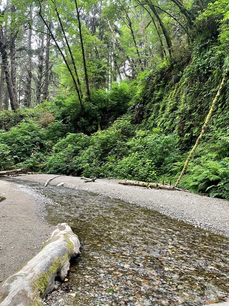 A clear stream flows through a lush, moss-covered forest with tall trees and dense undergrowth along Fern Canyon Trail. — Redwood National Park