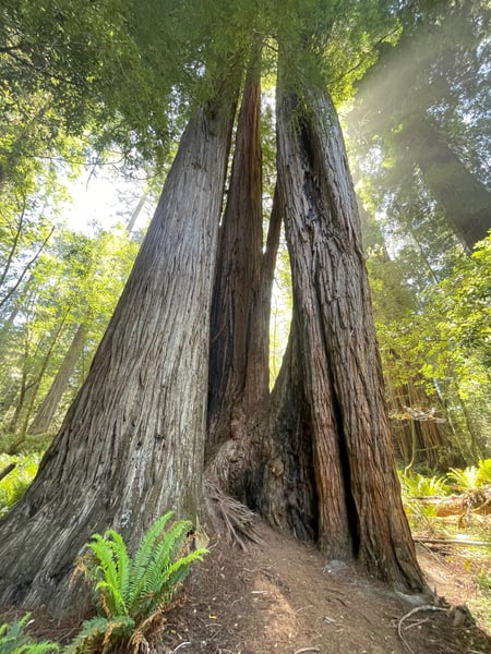 Ancient coastal redwood trees with a hollow interior viewed from the Tall Trees Trail in Northern California. — Redwood National Park