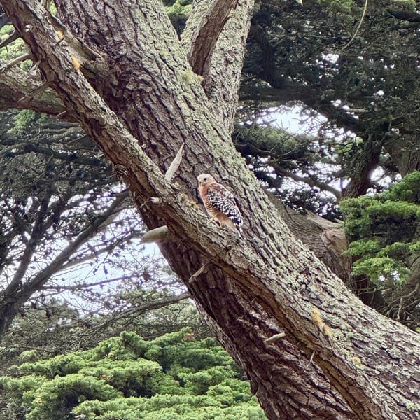 A red-tailed hawk perches on a massive oak tree branch in a forested area near the San Francisco Bay Area. — Haight-Ashbury, San Francisco