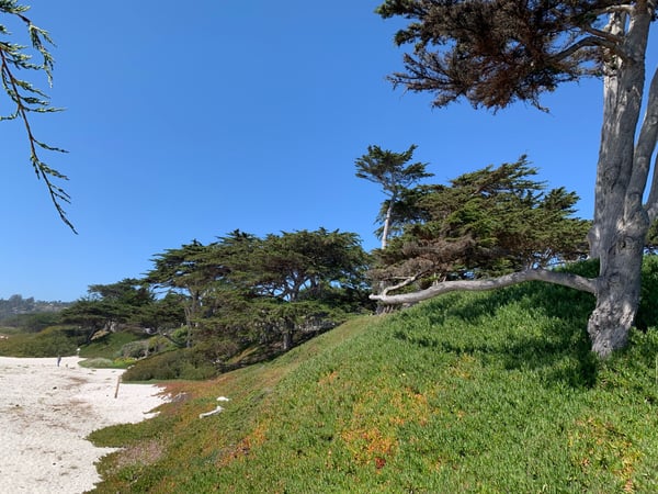 Windswept Monterey cypress trees frame a coastal meadow with sandy beach access near Carmel-by-the-Sea, California. — Big Sur & the Highway 1 Coast