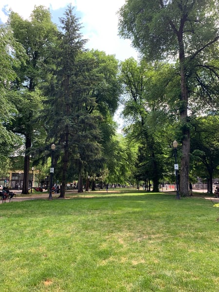 Tree-lined park with manicured lawn and mature canopy in Portland, Oregon, viewed from ground level. — Pearl District, Portland