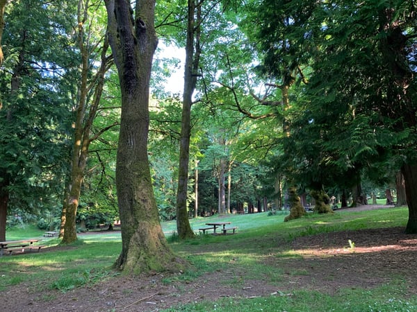 Mature forest grove with picnic tables and manicured lawn in a public park, Seattle.