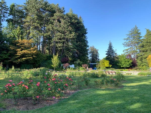 Blooming rose garden with coniferous forest backdrop and seating area in a public park on a clear summer day. — Phinney Ridge, Seattle