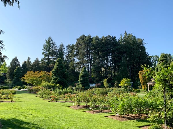 Manicured garden with rose bushes, lawn, and coniferous forest backdrop in a Seattle park during summer. — Phinney Ridge, Seattle