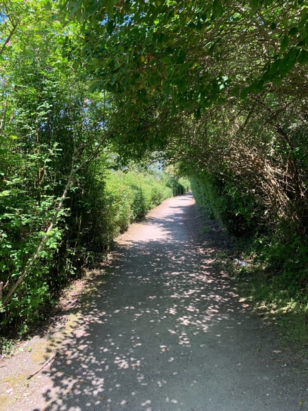 Tree-lined pathway with dappled sunlight creating a natural tunnel effect in a park setting. — Seattle