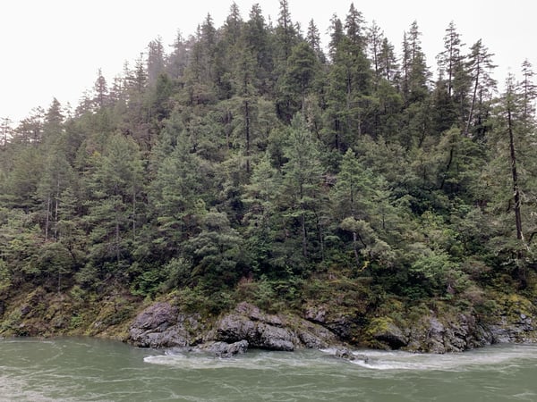 Dense coniferous forest with rocky shoreline along a turquoise river in Northern California. — Redwood National Park