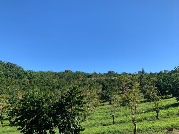 Coffee plantation on rolling hillside in Holualoa, Hawaii, with lush green canopy and clear blue sky. — Big Island, Hawaii