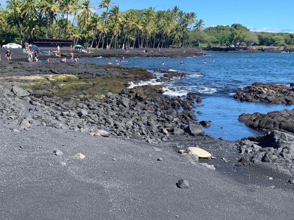 Black sand beach with lava rock formations and sea turtles resting on shore, with swimmers and palm trees in background… — Punalu'u Black Sand Beach, Big Island, Hawaii