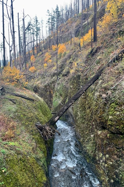 A cascading stream flows through a moss-covered canyon lined with coniferous forest and autumn-colored deciduous trees… — Columbia River Gorge