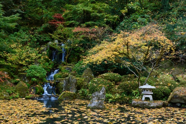 A cascading waterfall flows into a pond covered with fallen autumn leaves in a Japanese garden, with a stone lantern… — Portland Japanese Garden, Portland