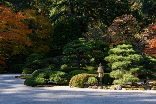 Manicured Japanese garden with sculpted evergreens, stone lantern, and autumn foliage in the background. — Portland Japanese Garden, Portland