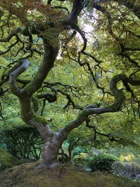 Ancient gnarled tree with moss-covered trunk and twisted branches in Portland Japanese Garden. — Portland Japanese Garden, Portland