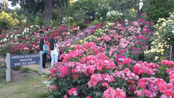 Visitors explore the American Rose Society Miniature Rose Test Garden in full summer bloom with hundreds of pink, red… — International Rose Test Garden, Portland