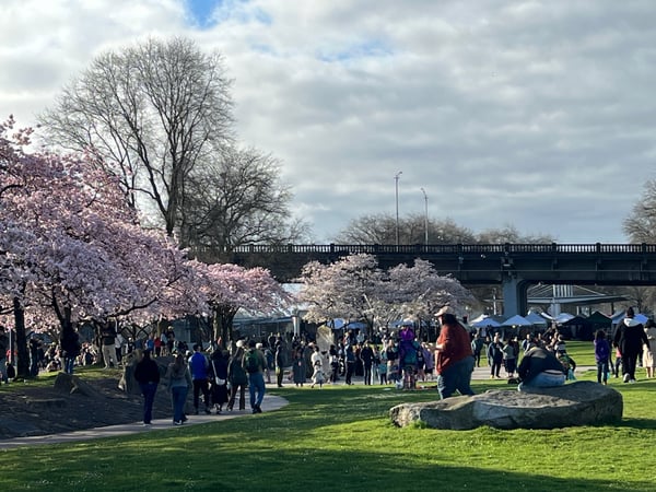 Cherry blossom festival in an urban park with crowds gathered beneath blooming trees and a bridge in the background. — Old Town, Portland