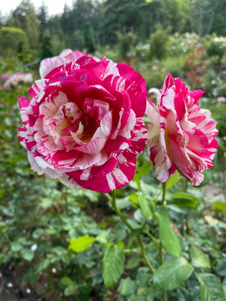 International Rose Test Garden, International Rose Test Garden, Portland