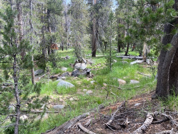 Mixed conifer forest with scattered boulders and fallen logs along a hiking trail in Wawona, California. — Yosemite National Park