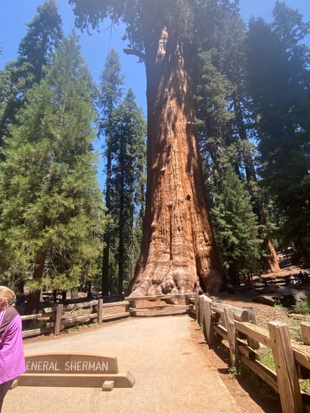 General Sherman tree, the world's largest tree by volume, surrounded by giant sequoias in Sequoia National Park. — Sequoia & Kings Canyon