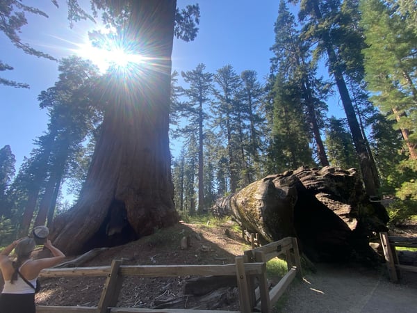 Giant sequoias in Grant Grove with a tunnel carved through a fallen tree, framed by towering conifers and bright… — Sequoia & Kings Canyon